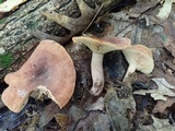 Lactarius quietus var. incanus image