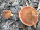 Xanthoconium affine image