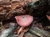 Callistosporium purpureomarginatum image