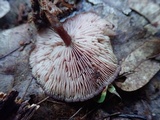 Callistosporium purpureomarginatum image