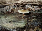 Agrocybe acericola image