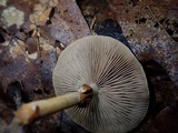 Agrocybe acericola image