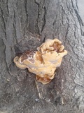 Ganoderma sessile image