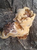 Ganoderma sessile image