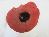Callistosporium purpureomarginatum image