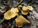 Cantharellus flavus image