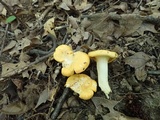 Cantharellus phasmatis image