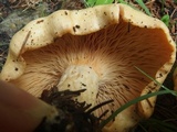 Lactarius scrobiculatus image