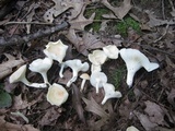 Hygrocybe angustifolia image