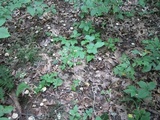 Hygrocybe angustifolia image