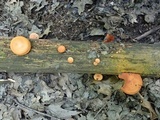Gymnopilus liquiritiae image