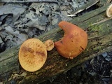 Gymnopilus liquiritiae image