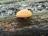 Gymnopilus liquiritiae image