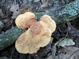Hapalopilus rutilans image