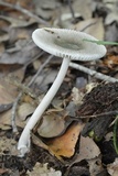 Amanita sect. Vaginatae image