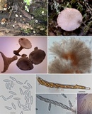 Tatraea macrospora image