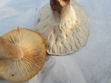 Hypomyces lateritius image