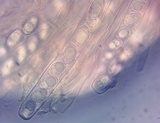 Peziza succosa image
