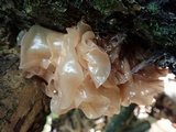 Phaeotremella frondosa image