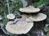 Inonotus dryadeus image