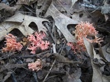 Ramaria subbotrytis image