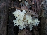 Sebacina sparassoidea image