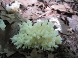 Sebacina sparassoidea image