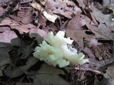 Sebacina sparassoidea image