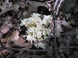 Sebacina sparassoidea image