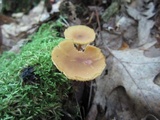 Simocybe centunculus var. centunculus image