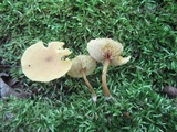 Simocybe centunculus var. centunculus image