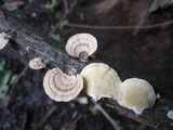 Poronidulus conchifer image