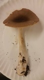 Amanita amerifulva image