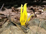 Clavulinopsis fusiformis image