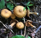 Cortinarius distans image