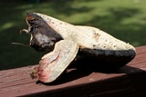 Boletus carminiporus image