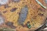 Boletus carminiporus image