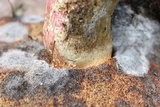 Boletus carminiporus image