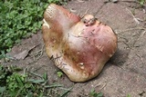 Boletus carminiporus image