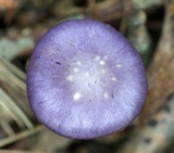 Cortinarius iodes image