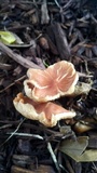 Gymnopus luxurians image
