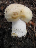 Russula virescens image