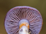 Cortinarius iodes image