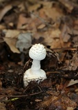 Amanita abrupta image