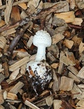 Amanita abrupta image