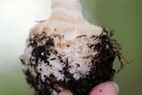 Amanita abrupta image