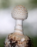 Amanita abrupta image