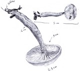 Hygrophorus eburneus image