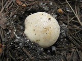 Russula virescens image