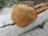 Suillus lakei image